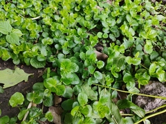 Lysimachia nummularia