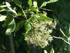 Aspidosperma excelsum