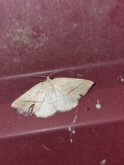 Petrophora chlorosata