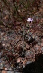 Lessingia micradenia micradenia