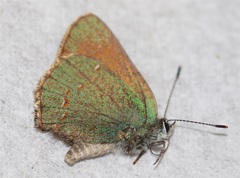Callophrys affinis