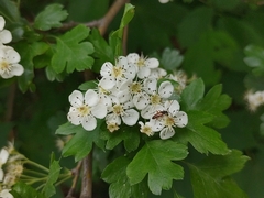 Crataegus monogyna