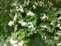Crataegus monogyna