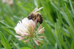 Apis mellifera