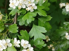 Crataegus monogyna