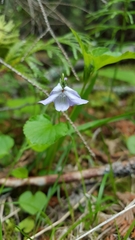 Violaceae