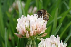 Apis mellifera