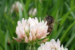 Apis mellifera