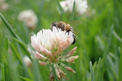 Apis mellifera