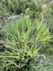 Peucedanum longifolium