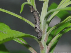 Perigea xanthioides