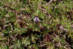 Lupinus microphyllus