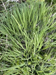 Peucedanum longifolium