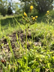 Crepis praemorsa