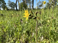 Crepis praemorsa