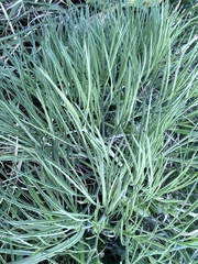 Peucedanum longifolium