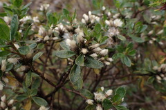 Baccharis buxifolia