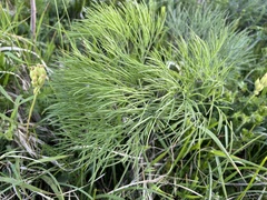 Peucedanum longifolium