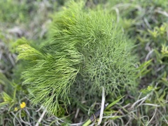 Peucedanum longifolium