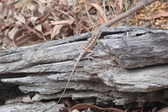 Diporiphora phaeospinosa