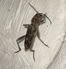 Xylotrechus stebbingi