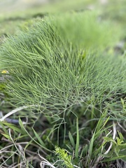 Peucedanum longifolium