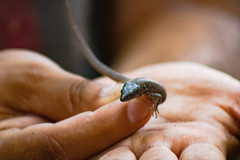 Lepidophyma gaigeae