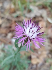 Centaurea limbata