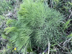 Peucedanum longifolium