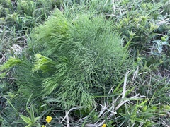 Peucedanum longifolium