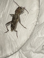 Xylotrechus stebbingi