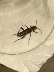 Xylotrechus stebbingi