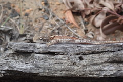 Diporiphora phaeospinosa