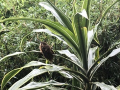 Phaethornis striigularis