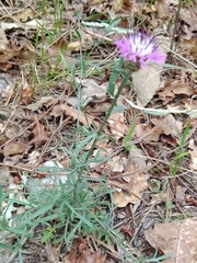 Centaurea limbata