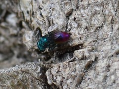 Chrysis immaculata