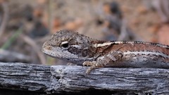 Diporiphora phaeospinosa