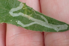 Phytomyza
