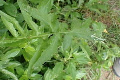 Phytomyza