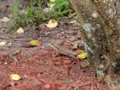 Leiocephalus carinatus