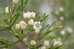 Zanthoxyloideae