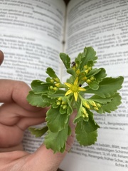 Phedimus kamtschaticus