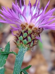 Centaurea limbata