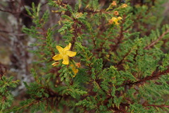 Hypericum laricifolium