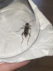 Xylotrechus stebbingi