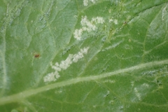 Phytomyza spondylii group
