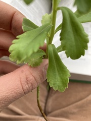 Phedimus kamtschaticus