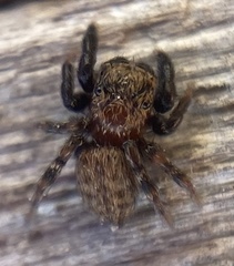 Euophrys nigripalpis
