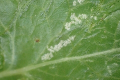 Phytomyza spondylii group