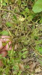 Rose rosette emaravirus